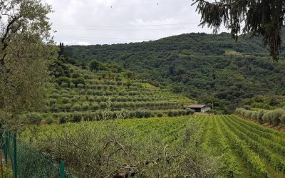 Massussi, 5 juli 2018