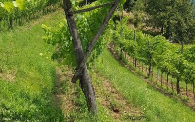 Trentodoc, en skyddad ursprungsbeteckning