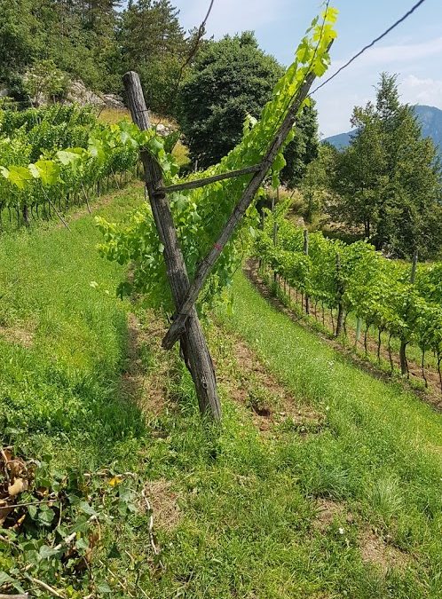 Trentodoc, en skyddad ursprungsbeteckning